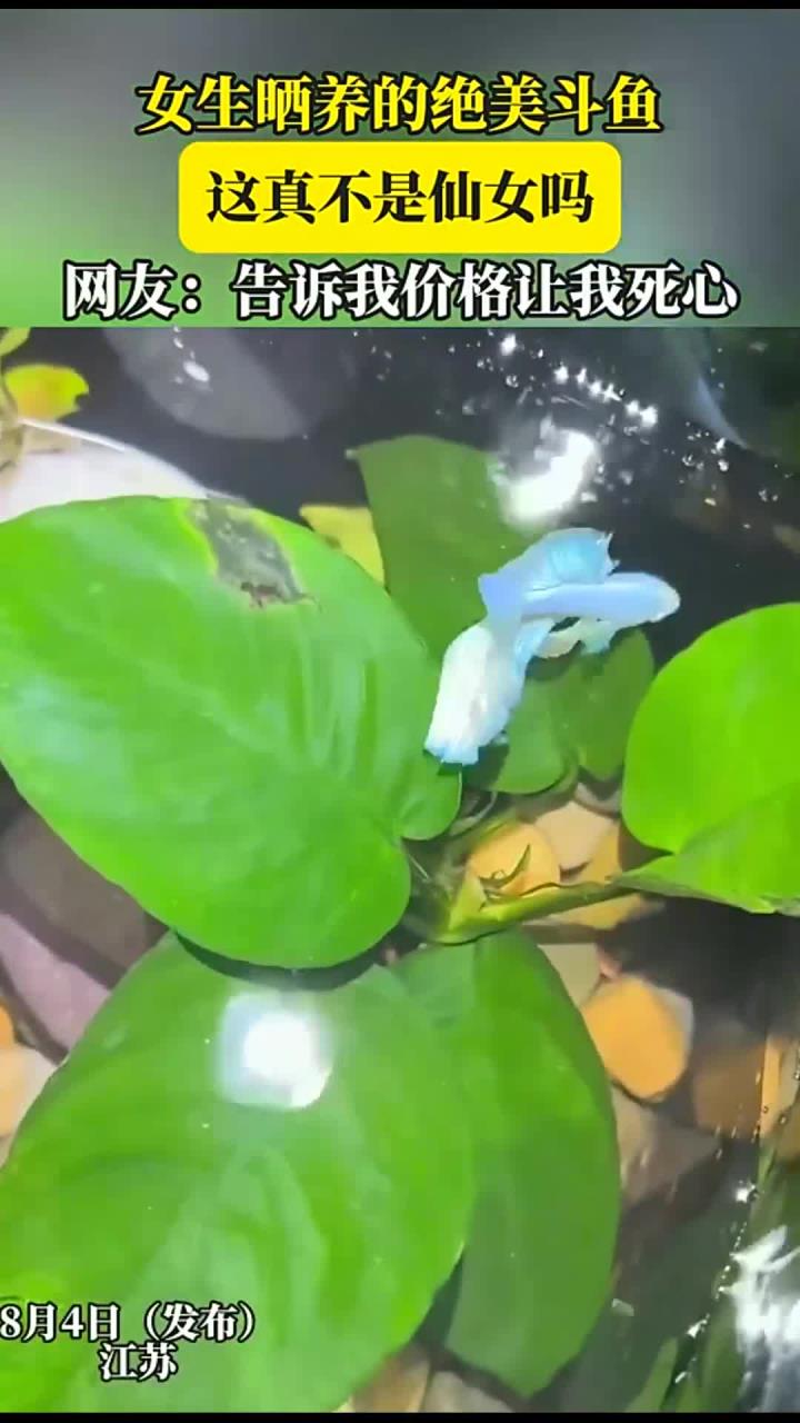 女生晒养的绝美斗鱼,这真不是仙女吗,网友:告诉我价格让我死心