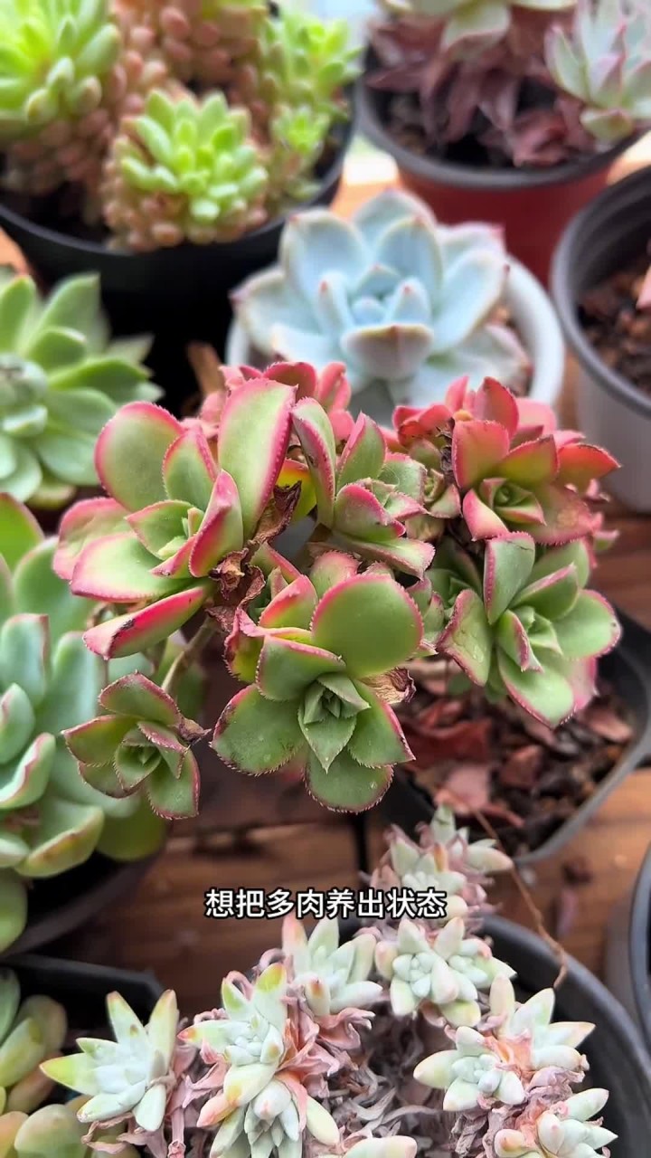 多肉如何养出状态？你们家里的多肉，是不是还是绿绿的？想把多肉养出状态，把这六点