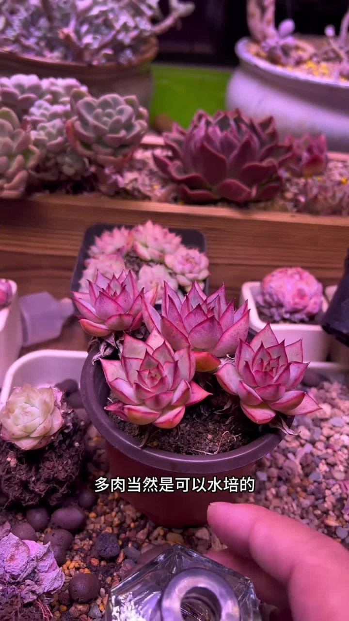 多肉是可以水培的，你有种过水培的多肉吗