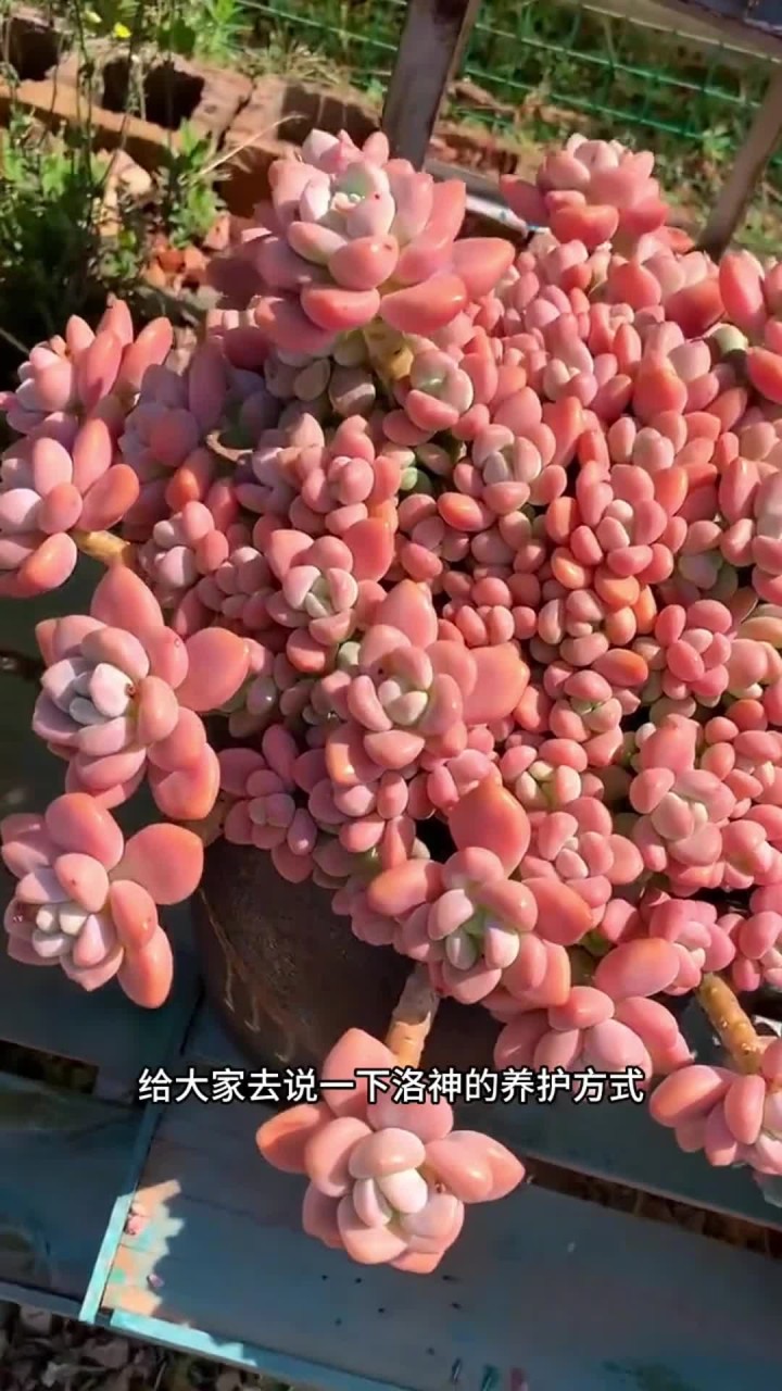洛神的养护方式给大家出了，还有什么其他的多肉不会养的，打在评论区