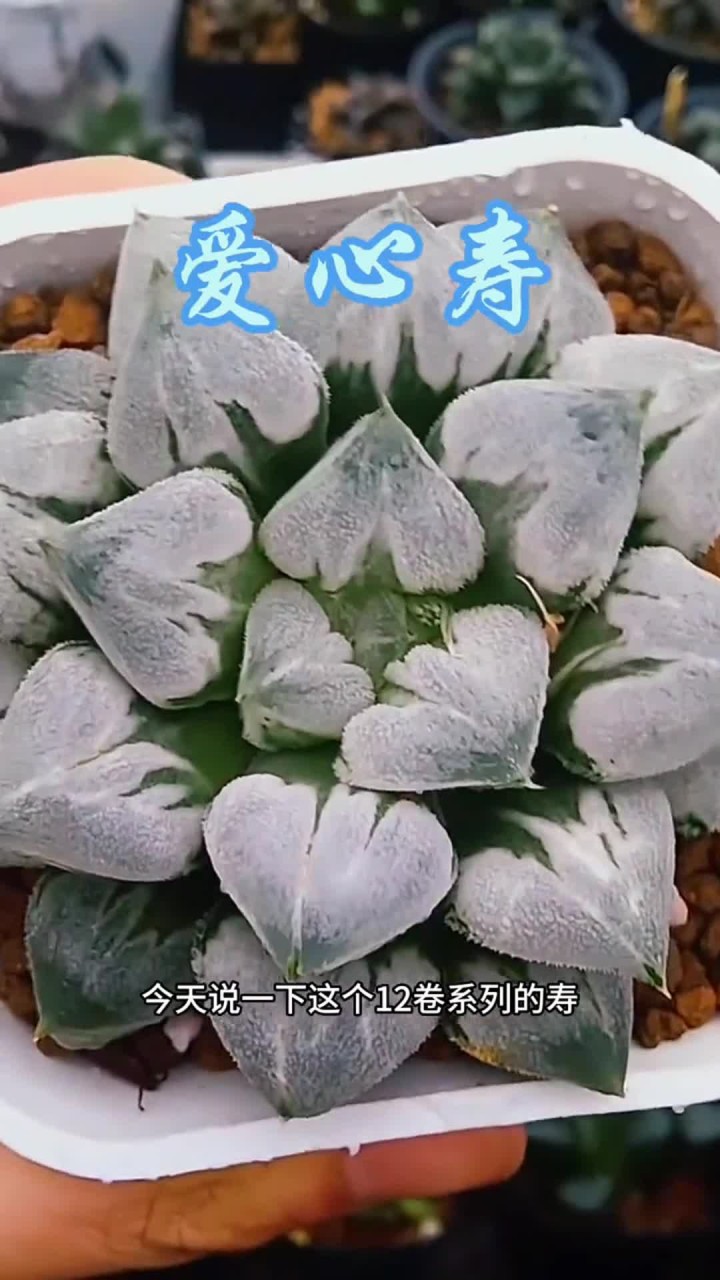 寿的养护方法出来了，大家还有什么不会养的多肉打在评论区