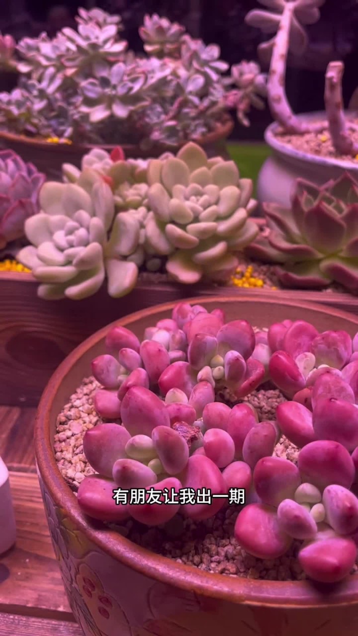 冬天露养的多肉你还知道几种？