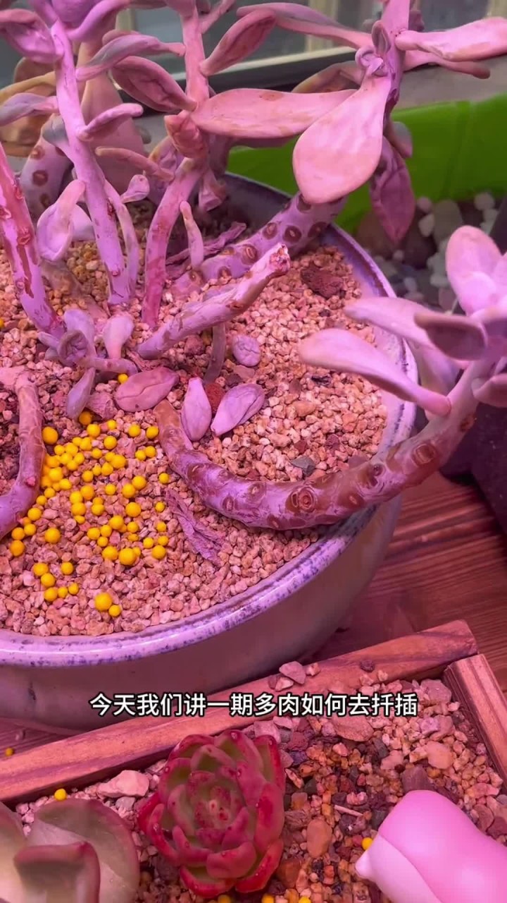 今天出一期多肉扦插的教程，如果你家里也有被夏天折磨的不成样子的多肉，也可以像我这