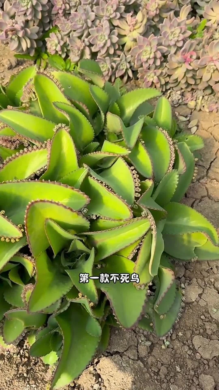 如果你什么也种不好，那这几款多肉想养不好都难