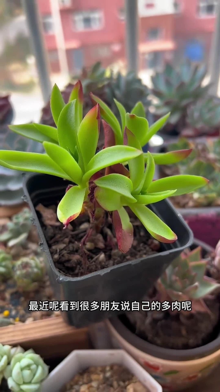 你的多肉为什么越养越绿 看完这条视频也知道你的都能为什么越养越绿了