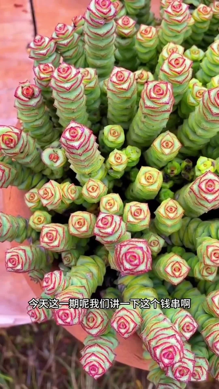 钱串的养护方法出来啦，你们还有不会养的多肉打在评论区