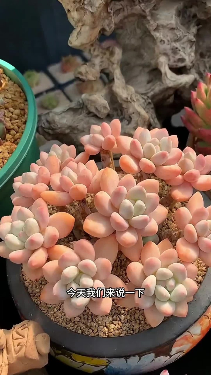 香水养护出来啦，大家还有什么不会养的多肉打在评论区