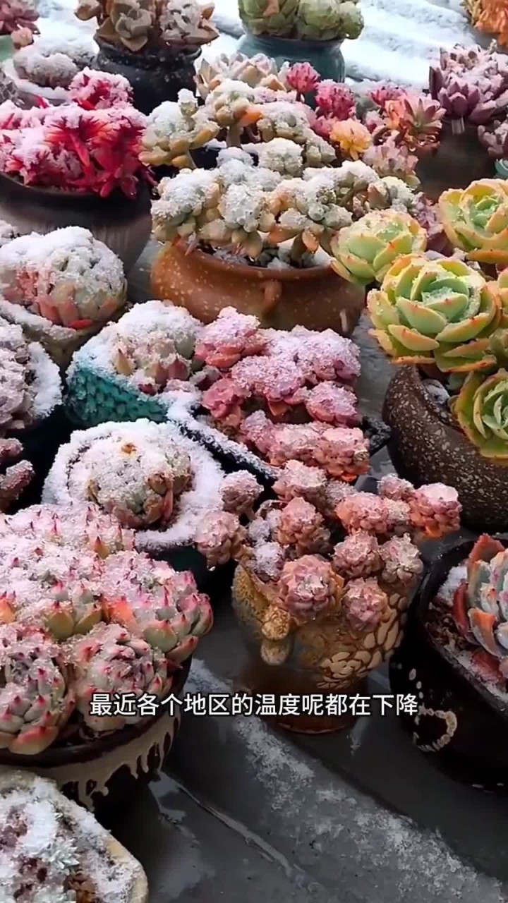 天气越来越冷了，家里养多肉的一定要多注意天气