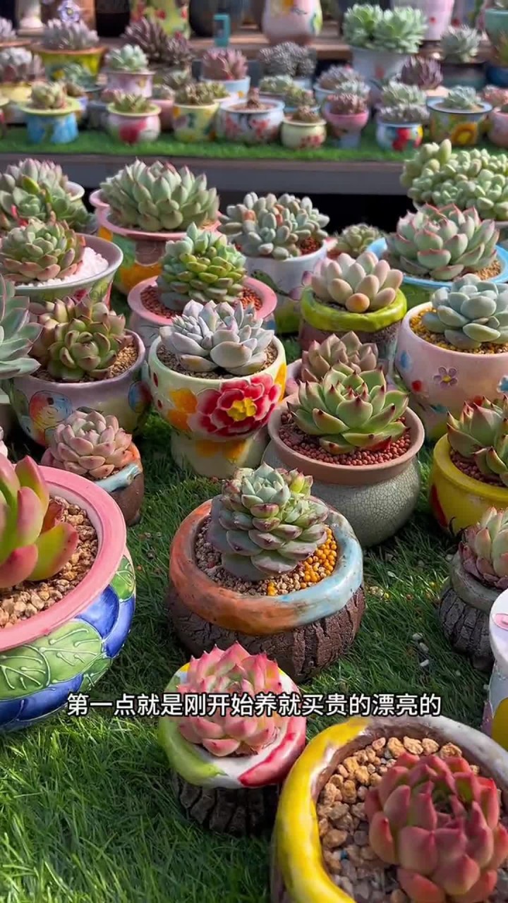 新手养多肉的误区 新手养多肉这几点一定要注意