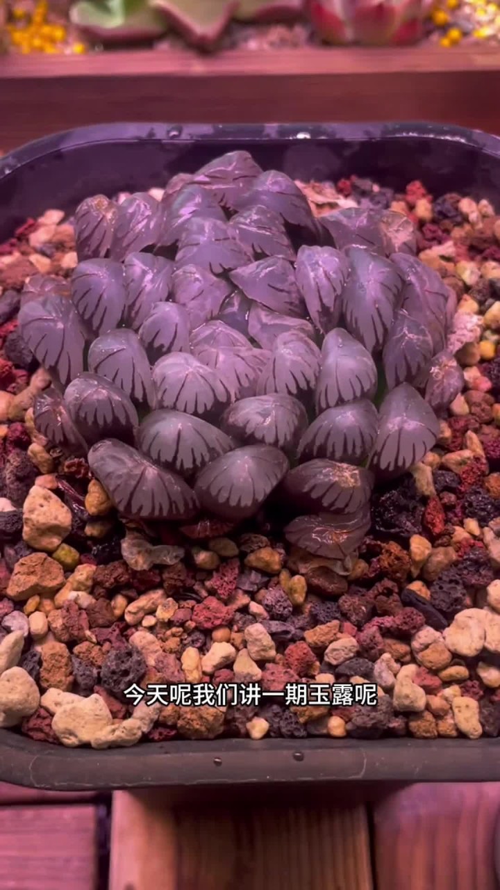 玉露的养殖方法出来啦，大家有不会养的多肉打在评论区