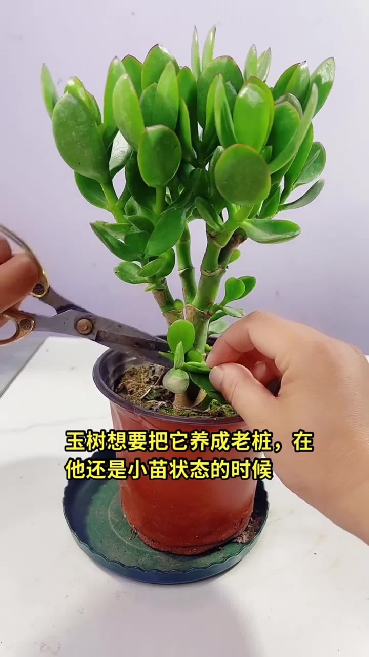 玉树要舍得修剪，剪枝省养分能成老桩，属多肉植物修剪方法