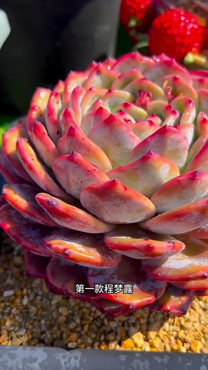 这八款多肉好看又好养,赶紧养起来