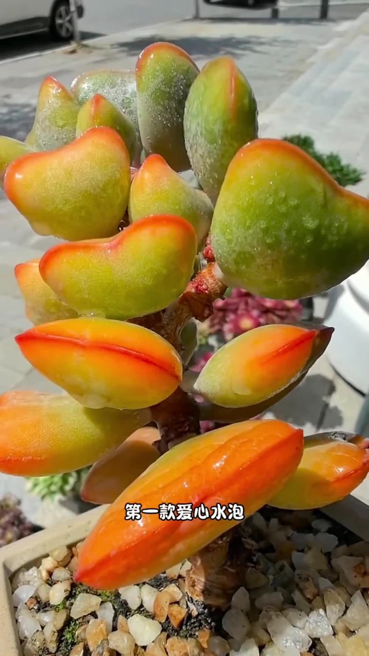 这些多肉你认识几款？