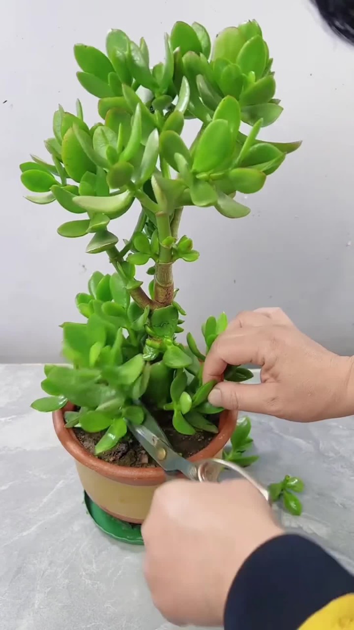 玉树属多肉植物，也是花卉绿植盆栽