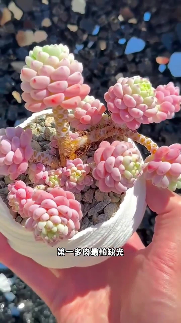 多肉这四怕你知道吗