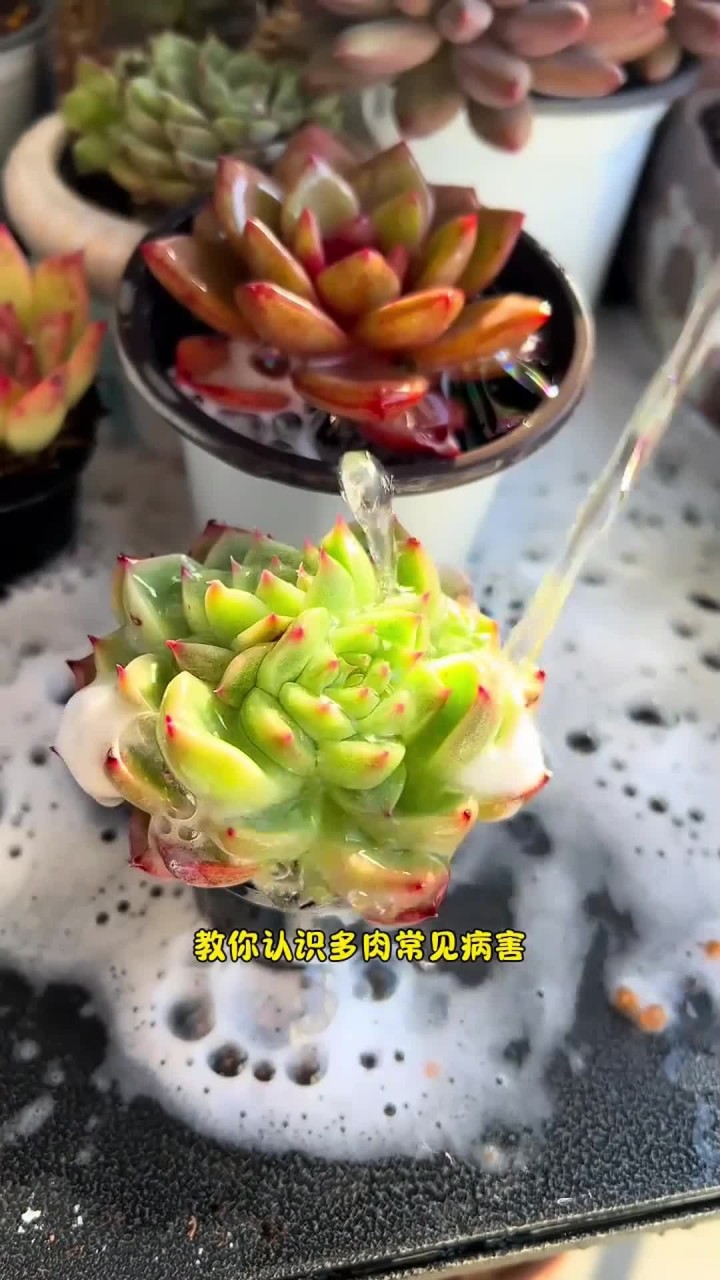 冬天马上过去了,到了春天以后是多肉病虫害的高发期,这个时候一定要提前做好病虫害的