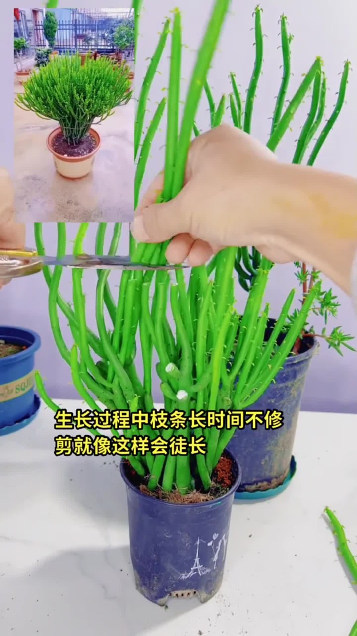 多肉属于花卉绿植盆栽，养花经验分享