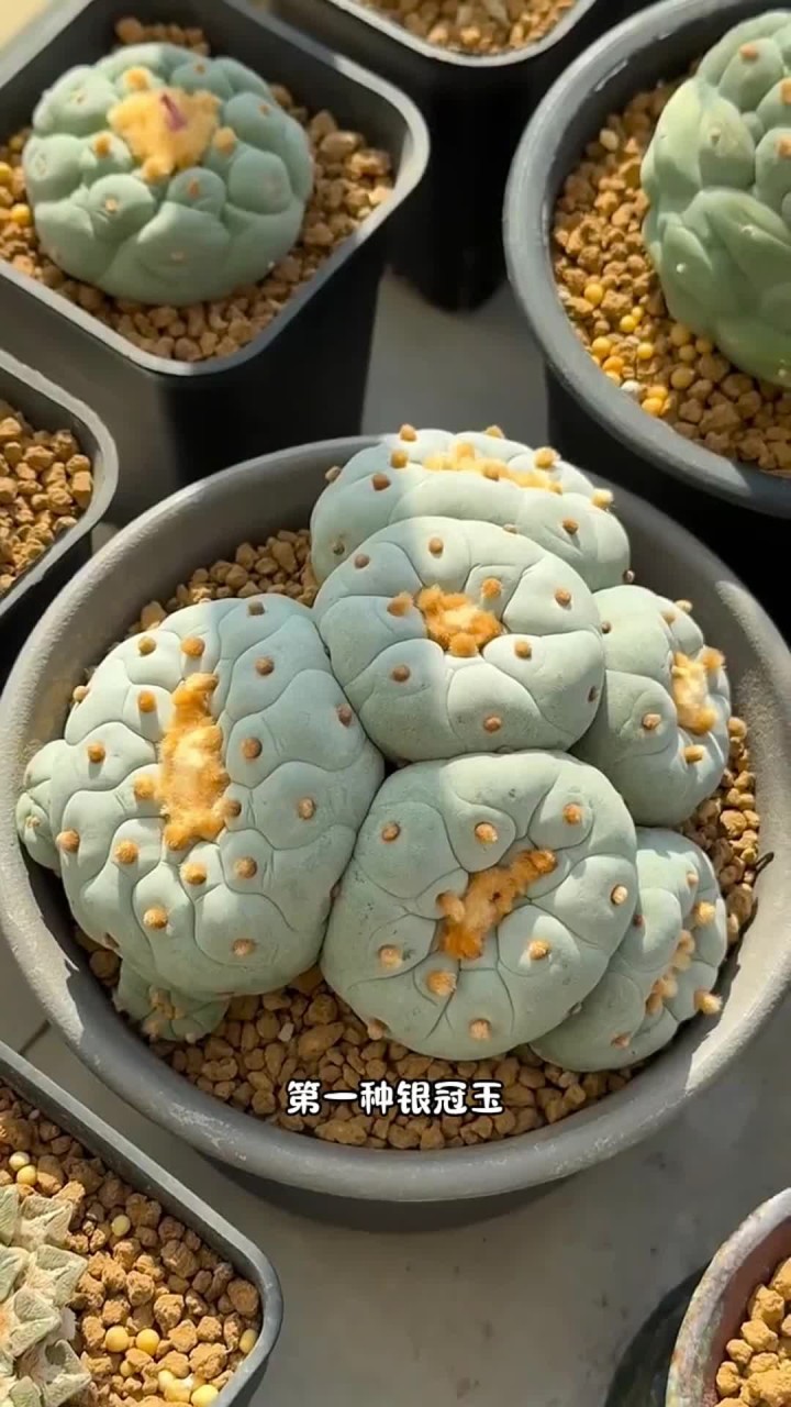 你还知道哪些多肉是有毒的?