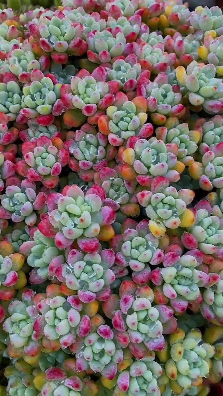 你家还养过什么带香味的多肉？