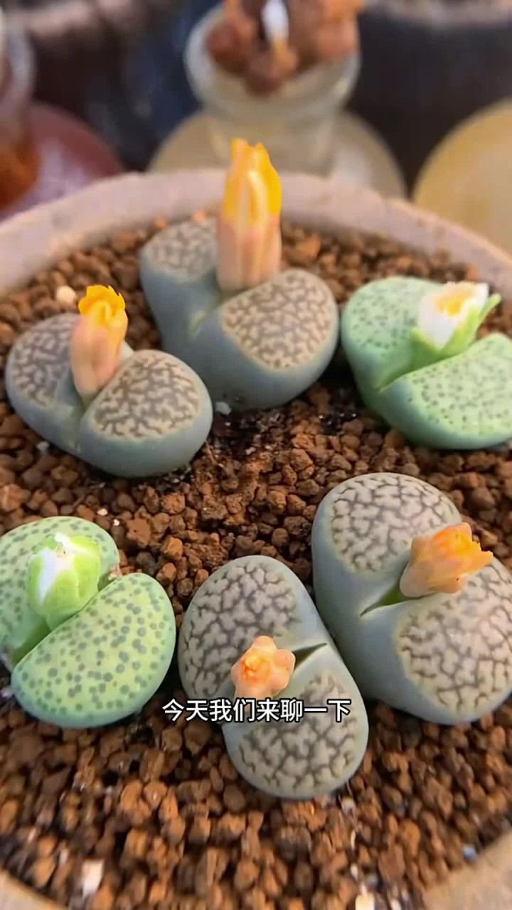 生石花的养护方法来啦，大家还有什么不会养的多肉记得打在评论区