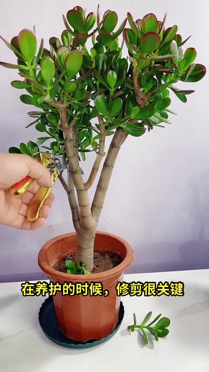 玉树是景天科多肉常绿植物,属绿植盆栽,养花小知识