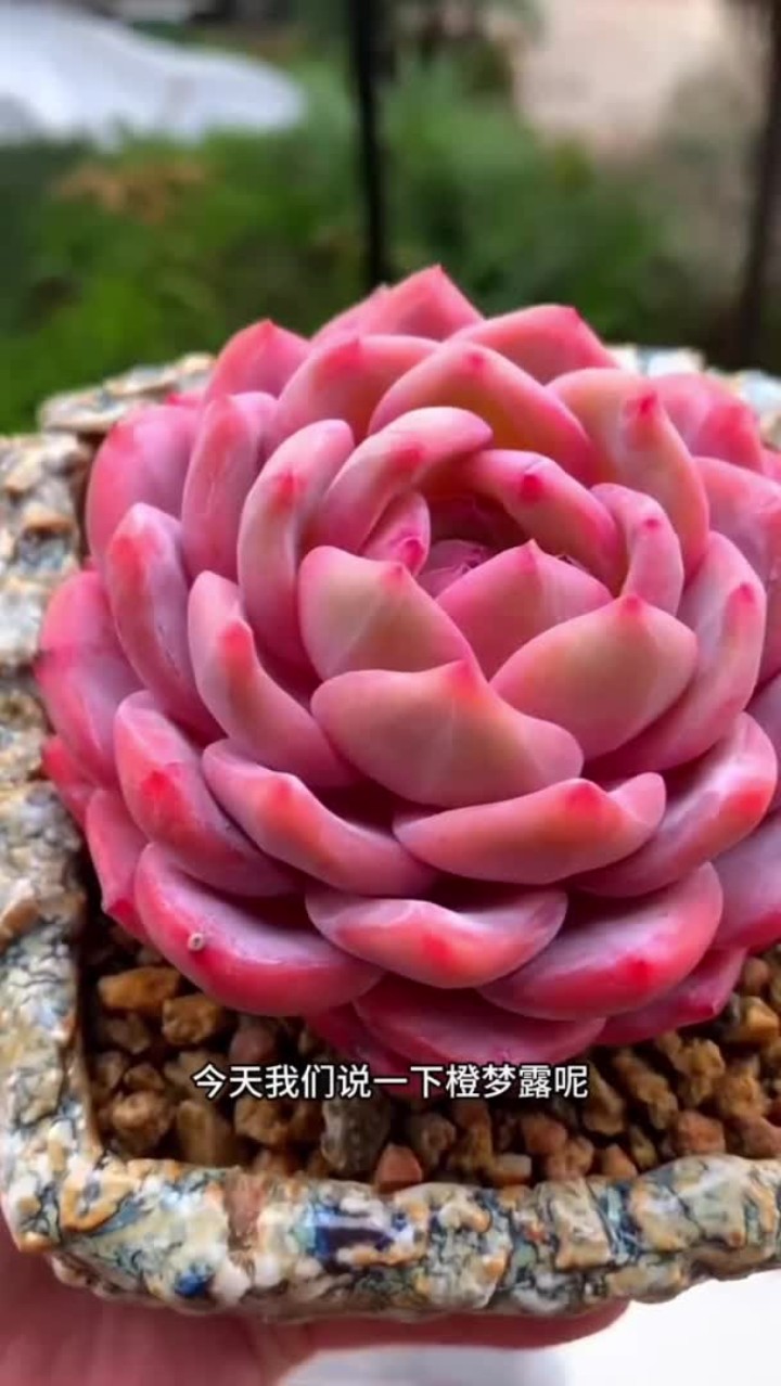 橙梦露的养护方法出来啦，大家还有什么不会养的多肉可以打在评论区