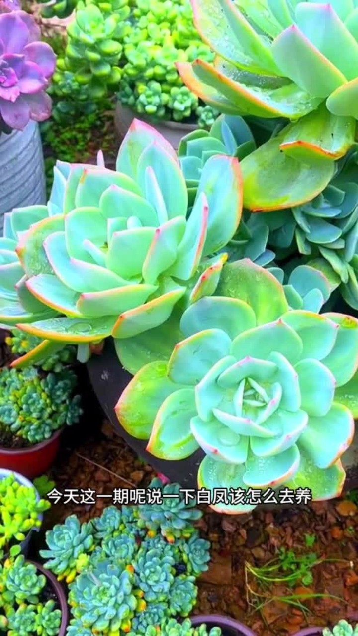 白凤的养护方法来啦,还有什么不会养的多肉打在评论区