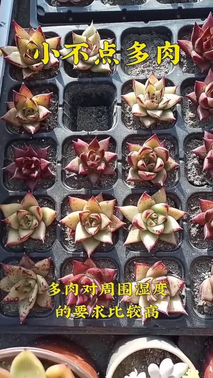 多肉掉叶子怎么办