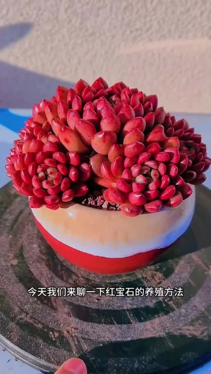 红宝石多肉的养殖方法出来啦,大家还有什么不会养的多肉记得打在评论区