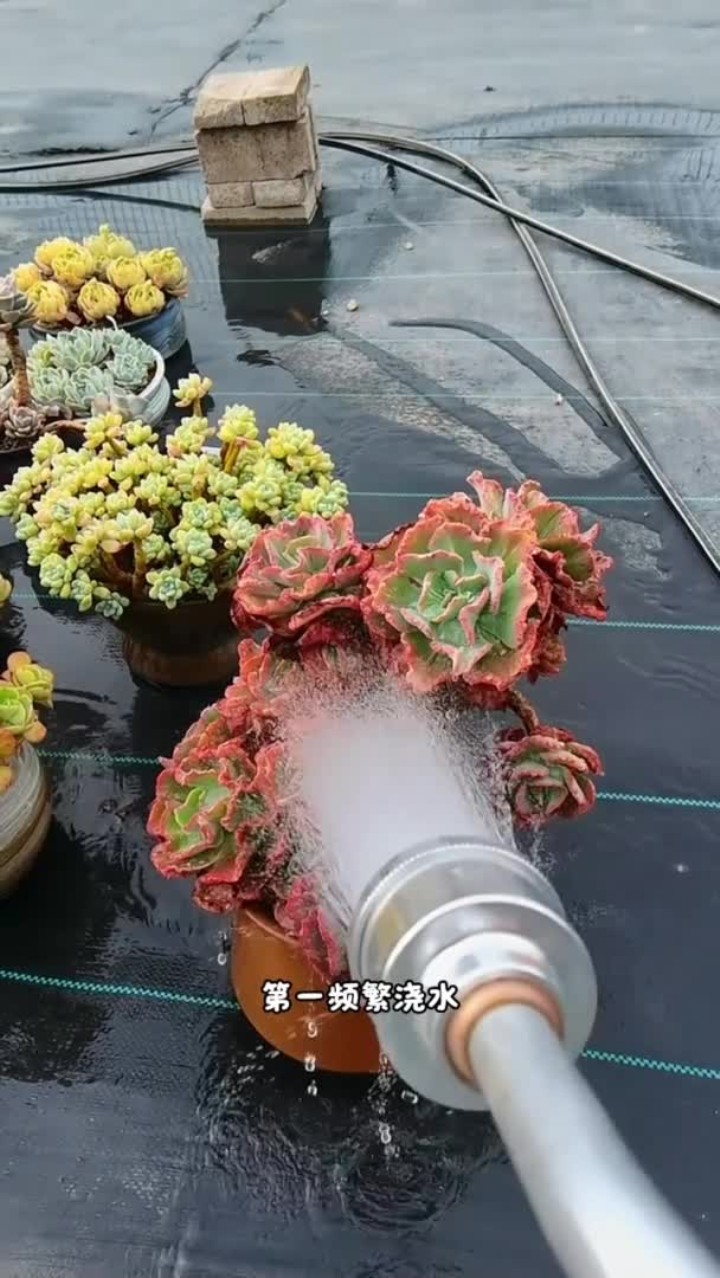 多肉最不喜欢的几件事，你知道是什么吗？
