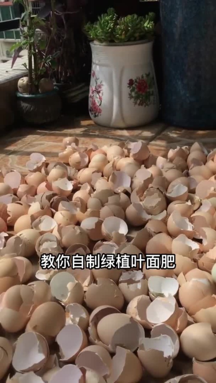 家里的鸡蛋壳不要乱扔了，拿来养花是非常好的养料，你也试试吧