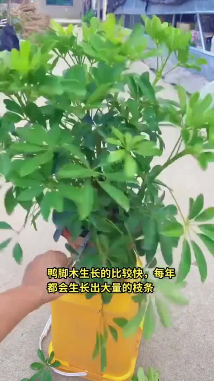 鸭脚木（鹅掌柴、招财树）生长快，属花卉绿植盆栽，分享养花经验