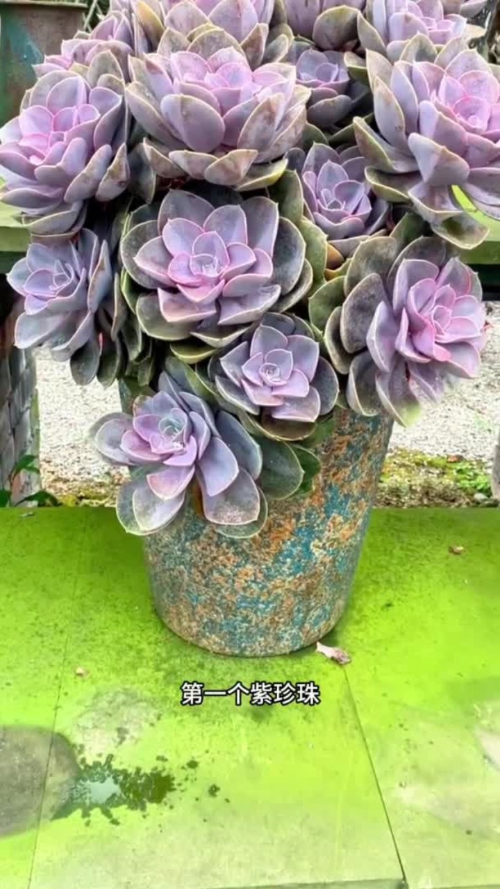 100种多肉一个视频放不下，这种类型的视频如果大家喜欢我会继续出