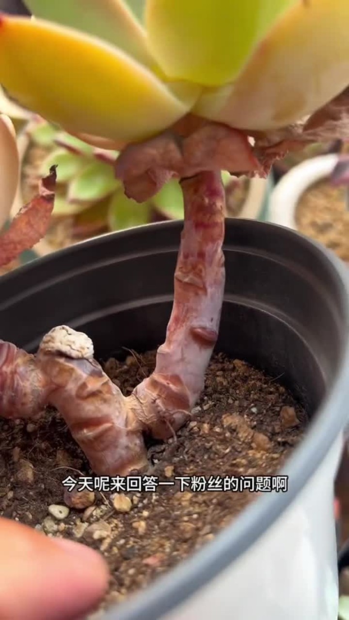 多肉老桩的区别 你家里面的老桩多肉是哪一种?