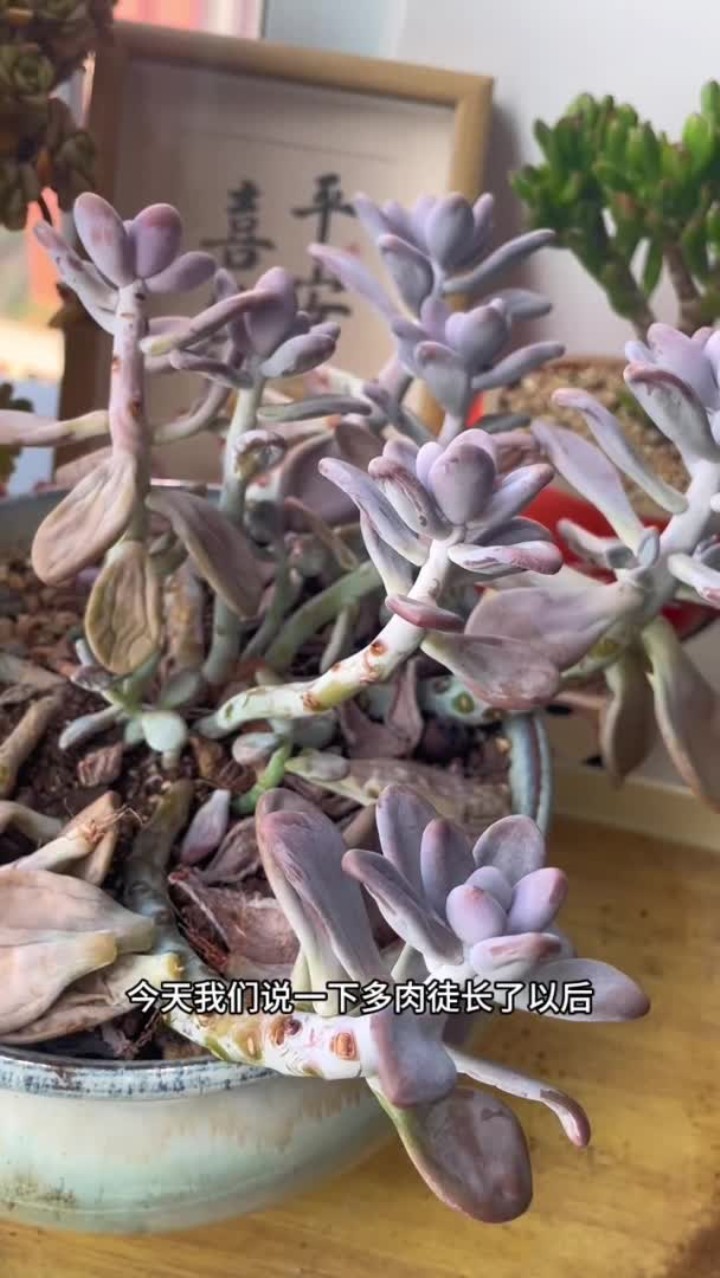 多肉徒长以后的两种处理方法，有家里多肉徒长的，不会的一定要学习一下