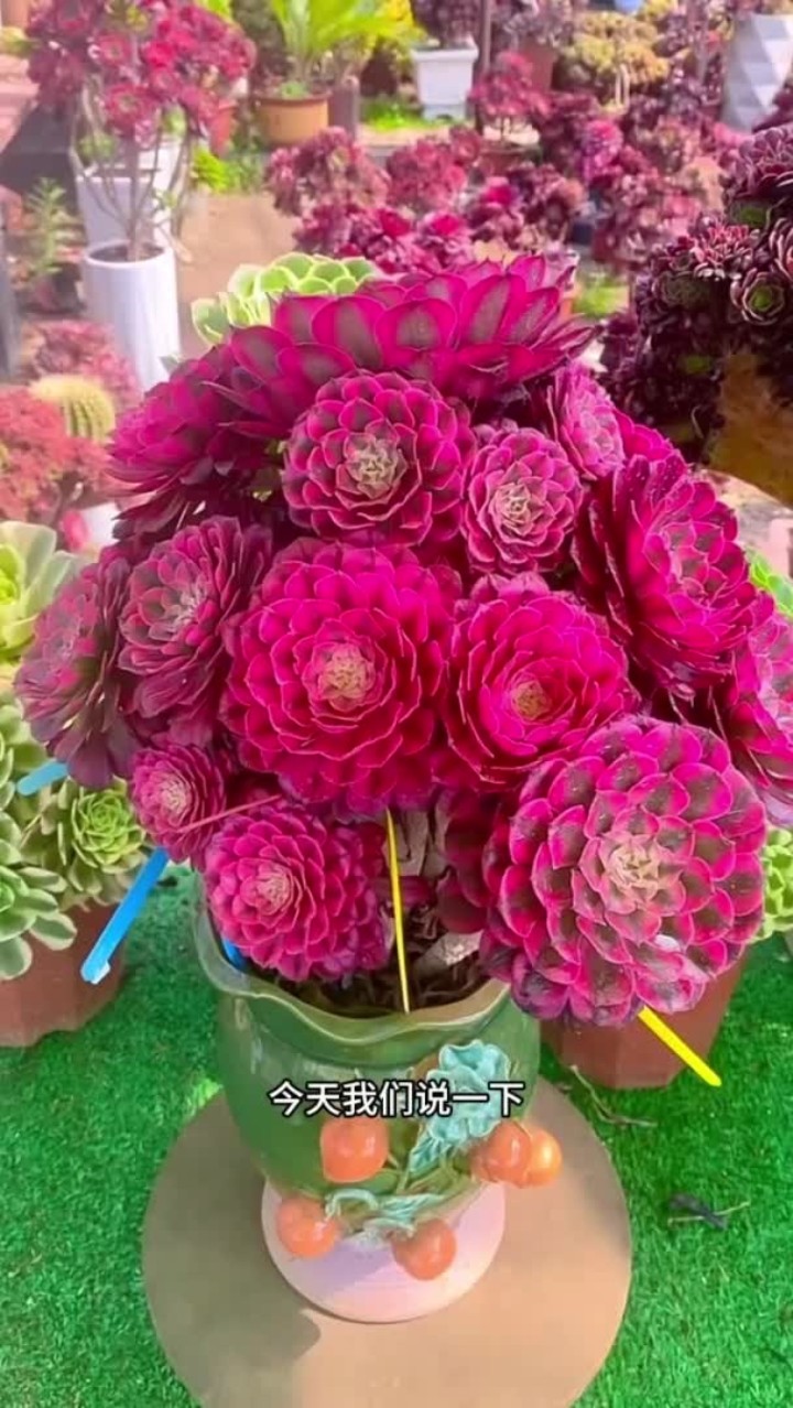 多肉法师养护方法来啦，还有什么不会养的多肉直接打在评论区