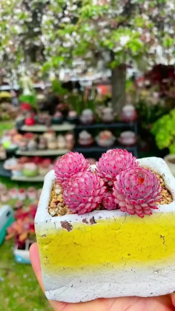 多肉届的黑腐王,你都知道有哪些吗?