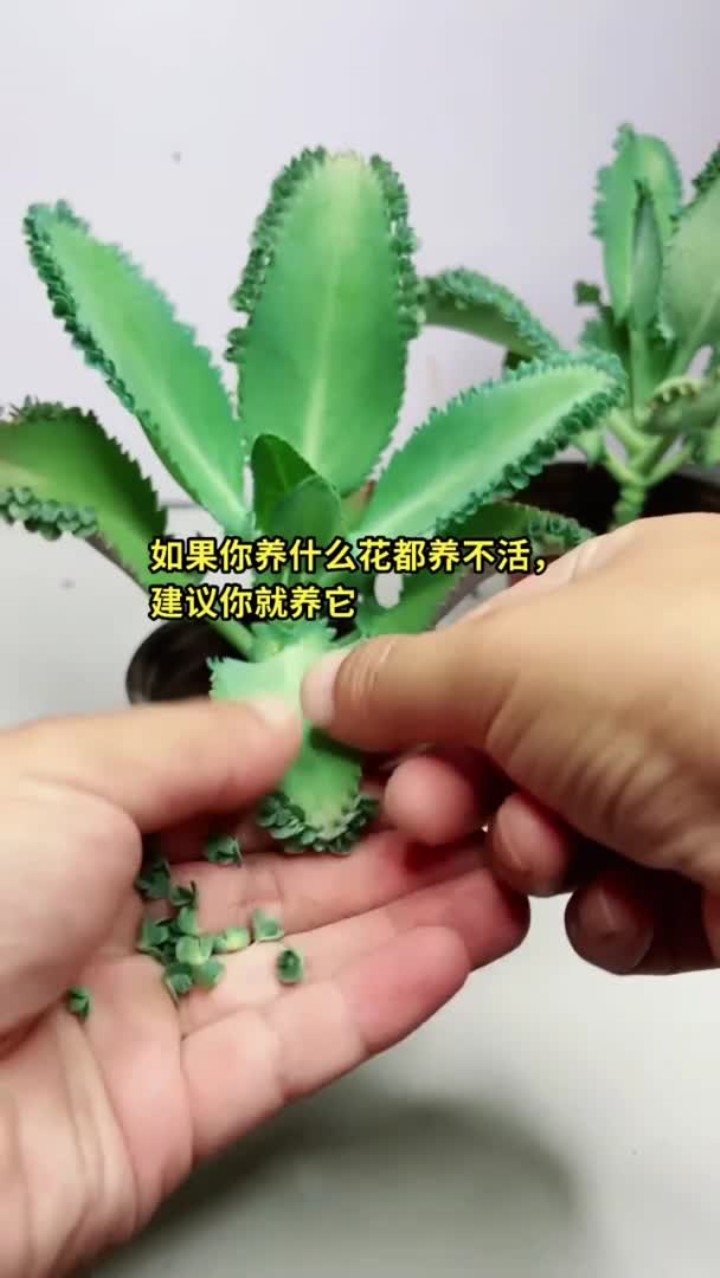多肉植物落地生根(不死鸟),繁殖能力超强