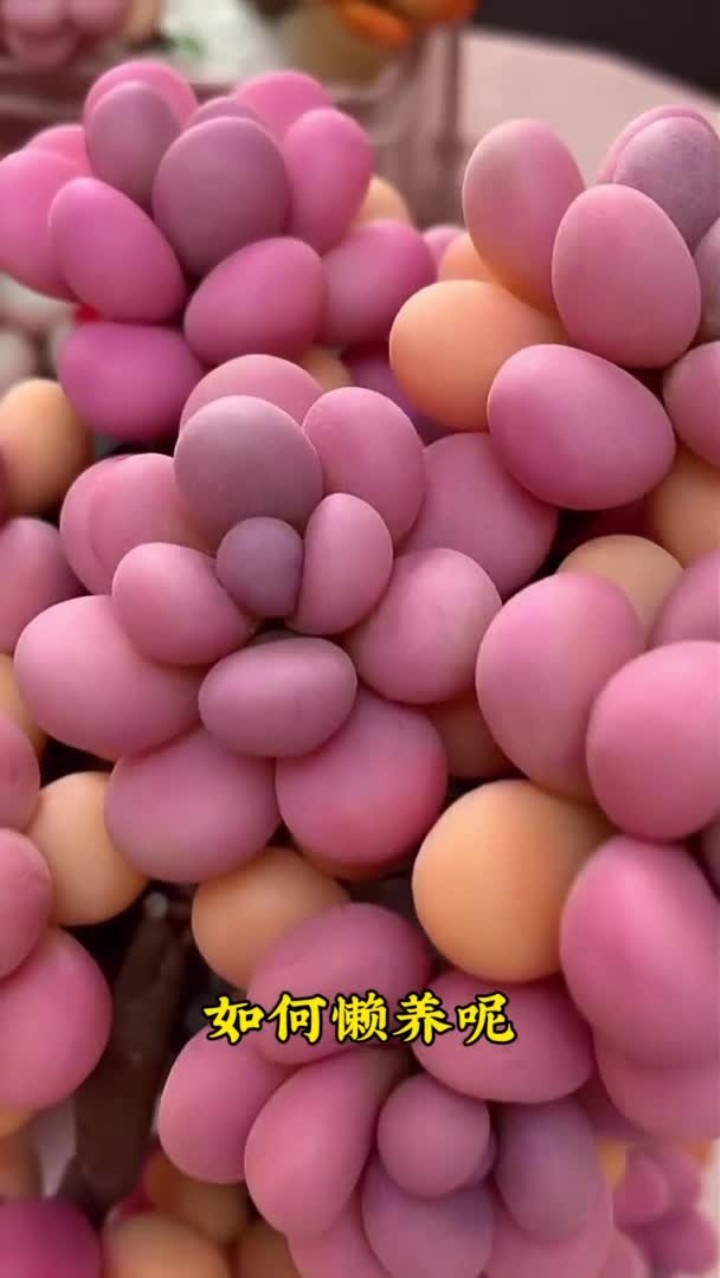 多肉懒养长的好，这四懒要记住