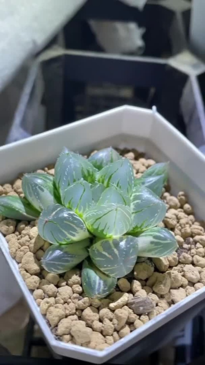 你还知道哪些不用晒太阳的多肉？