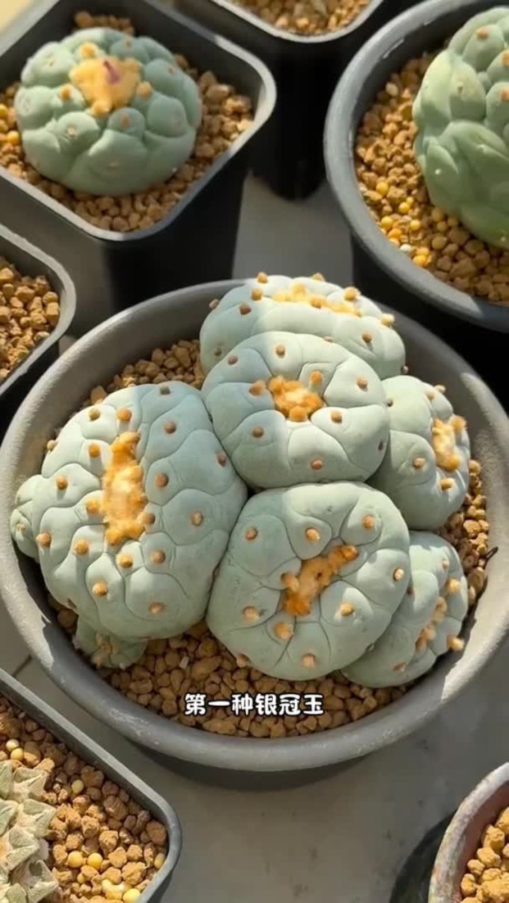 你还知道哪些多肉是有毒的?