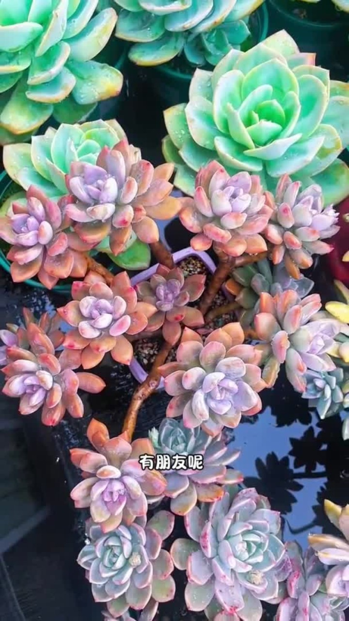 一年四季都好养的多肉,快来看看看你家有没有这些