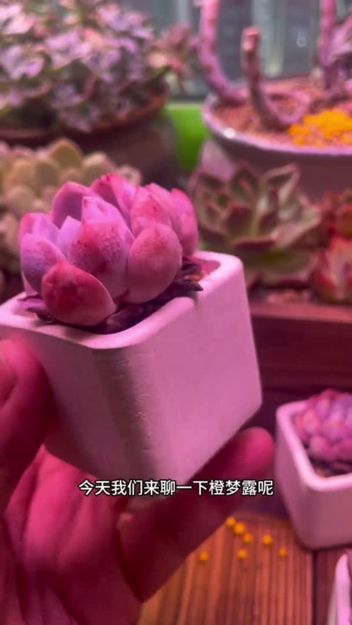 橙梦露的养殖方法出来啦,大家有什么不会养的多肉打在评论区