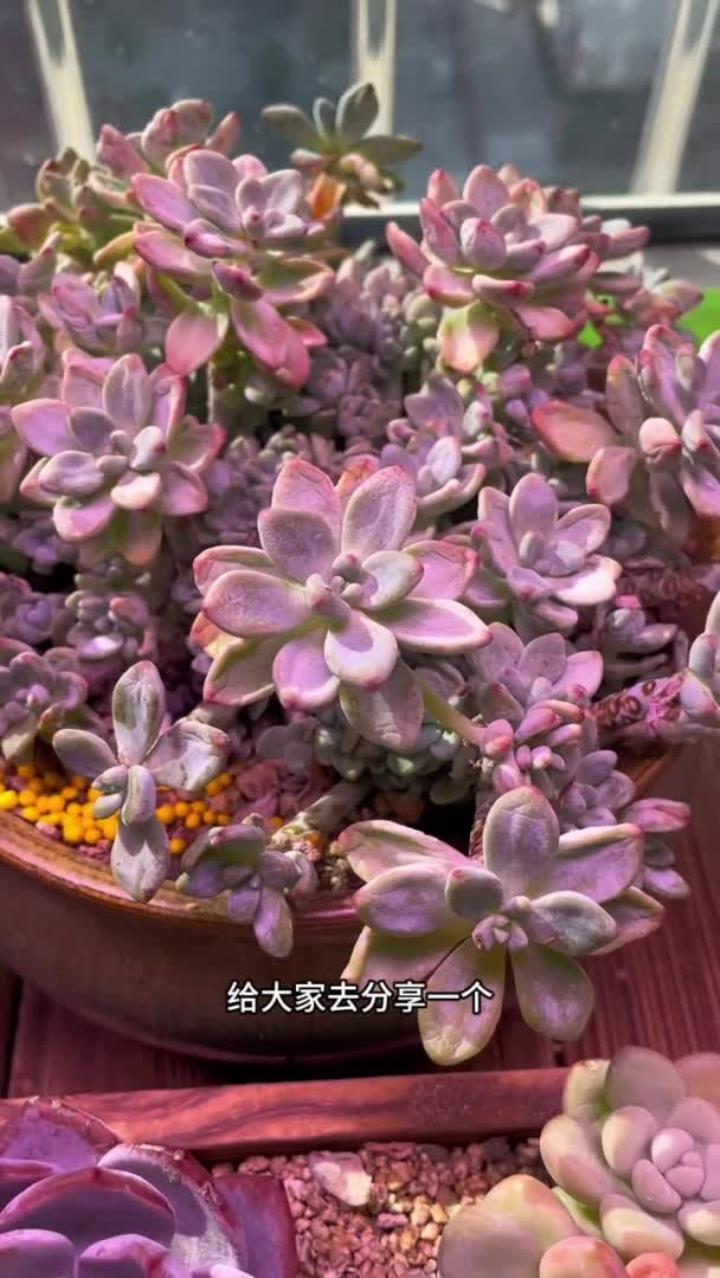 给大家推荐一款我在阳台养的长的最快的多肉