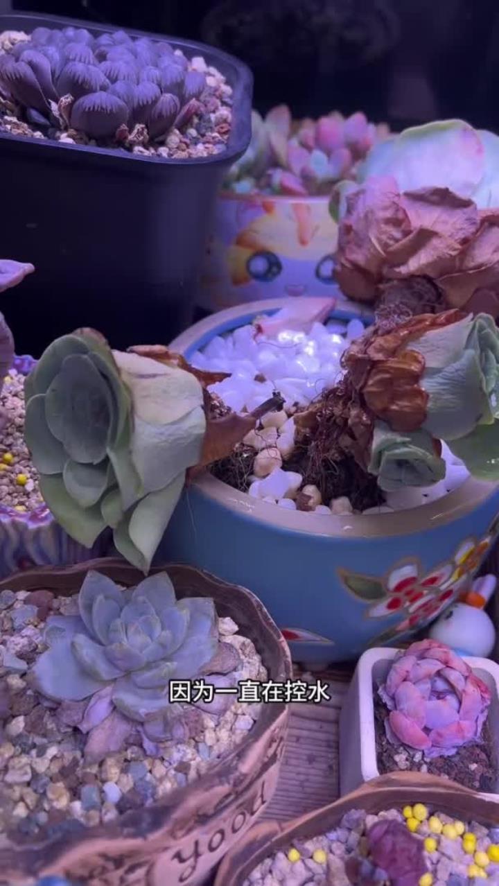 山地玫瑰的休眠的状态,和生长的状态可以说是差别最大的