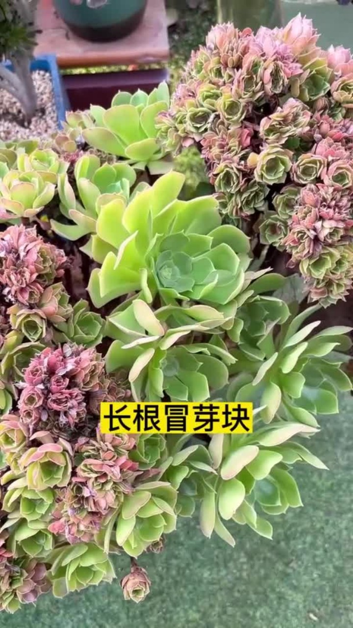 想要有养不完的多肉,就去掰一些健康的叶片来扦插