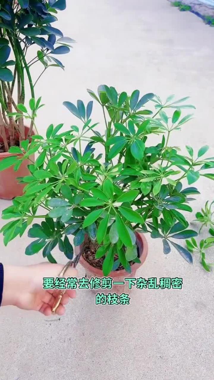 鸭脚木春季修剪佳,萌芽期需合理修剪,家庭养花知识分享