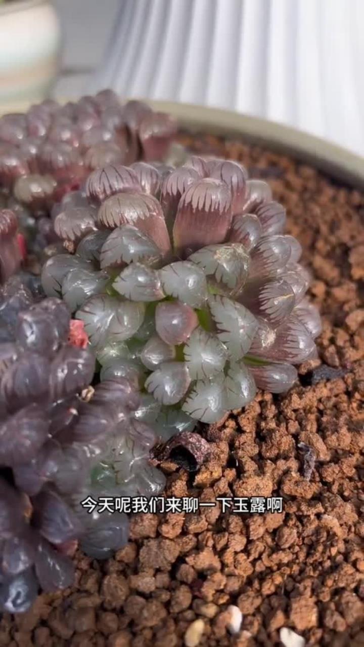 玉露怎么养容易出状态你知道吗?