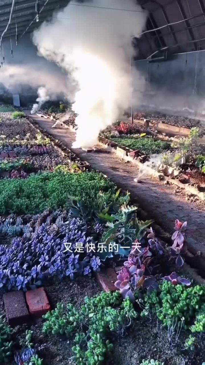 别怕,不是着火,看看多肉大棚日常杀菌