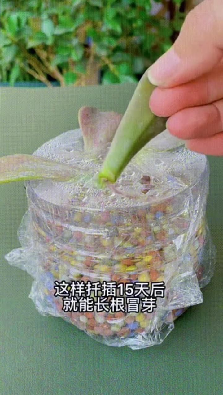 都用叶片扦插小技巧这样扦插15天后就能长根冒芽
